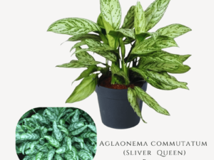 Aglaonema Sliver Queen Plant Zumafind