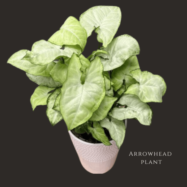 Arrowhead Plant Zumafind