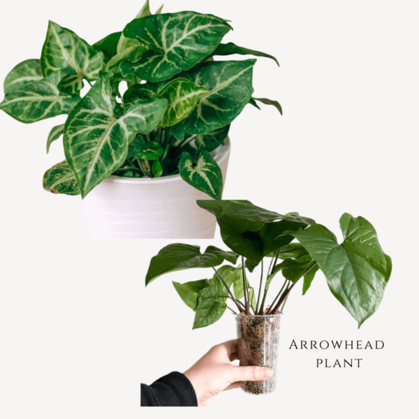 Arrowhead Plant Zumafind