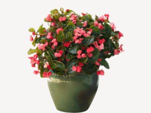 Begonia Plant Zumafind