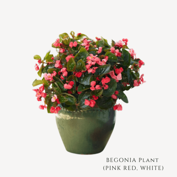 Begonia Plant Zumafind