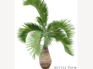 Bottle Palm Plant Zumafind