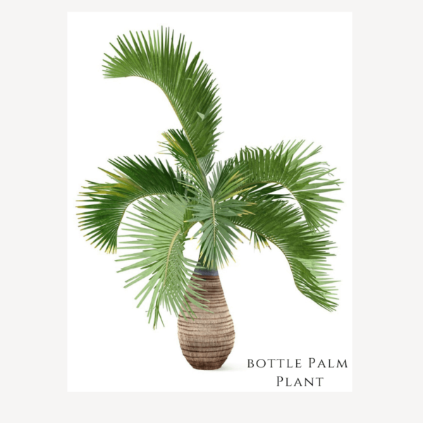 Bottle Palm Plant Zumafind