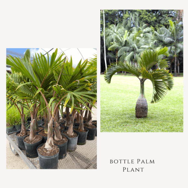 Bottle Palm Plant Zumafind