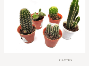 Cactus Zumafind