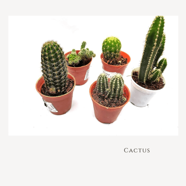 Cactus Zumafind