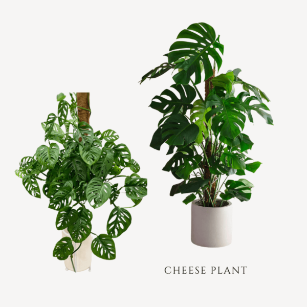 Cheese Plant Zumafind