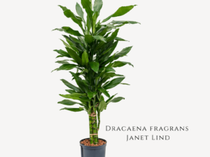 Dracaena Fragrans Janet Lind Zumafind