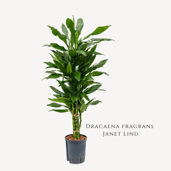 Dracaena Fragrans Janet Lind Zumafind