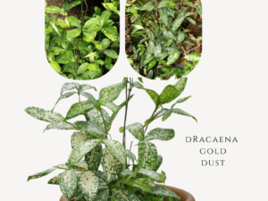 Dracaena Gold Dust Zumafind