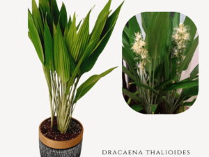 Dracaena Thalioides Zumafind