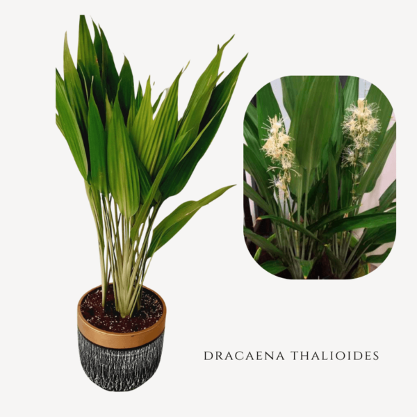 Dracaena Thalioides Zumafind