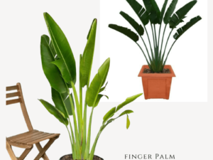 Finger Palm Plant Zumafind