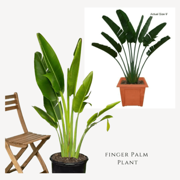 Finger Palm Plant Zumafind