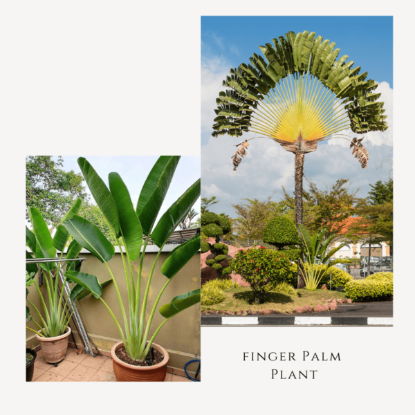 Finger Palm Plant Zumafind