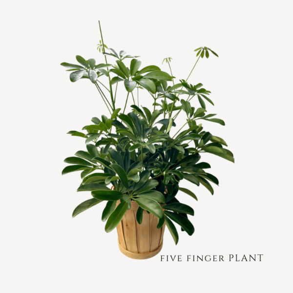 Five Finger Plant Dwarf Umbrella Zumafind