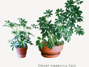 Five Finger Plant Dwarf Umbrella Tree Zumafind