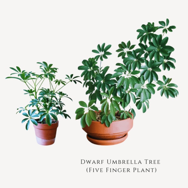 Five Finger Plant Dwarf Umbrella Tree Zumafind