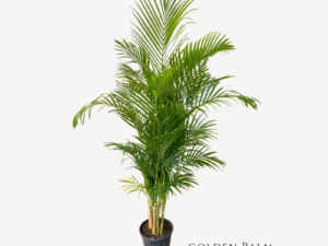 Golden Palm Plant Zumafind