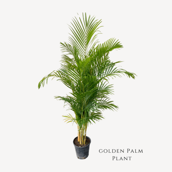 Golden Palm Plant Zumafind