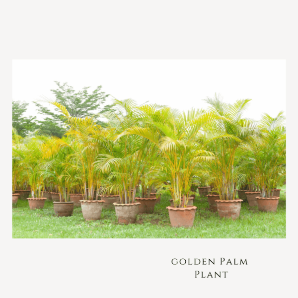 Golden Palm Plant Zumafind