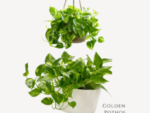 Gold Pothos Zumafind