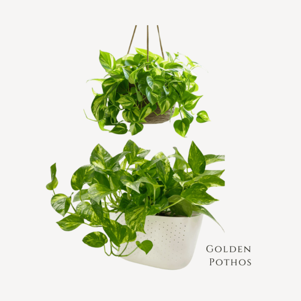 Gold Pothos Zumafind