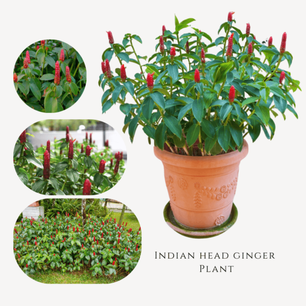 Indian Head Ginger Plant Zumafind