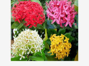 Ixora Rose Plant Zumafind