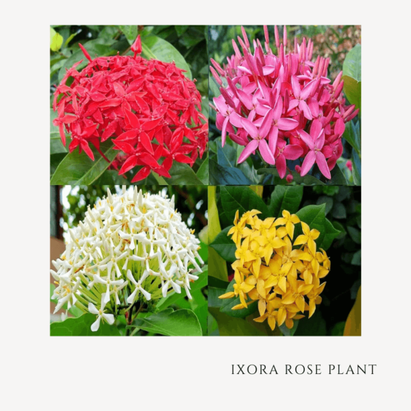 Ixora Rose Plant Zumafind