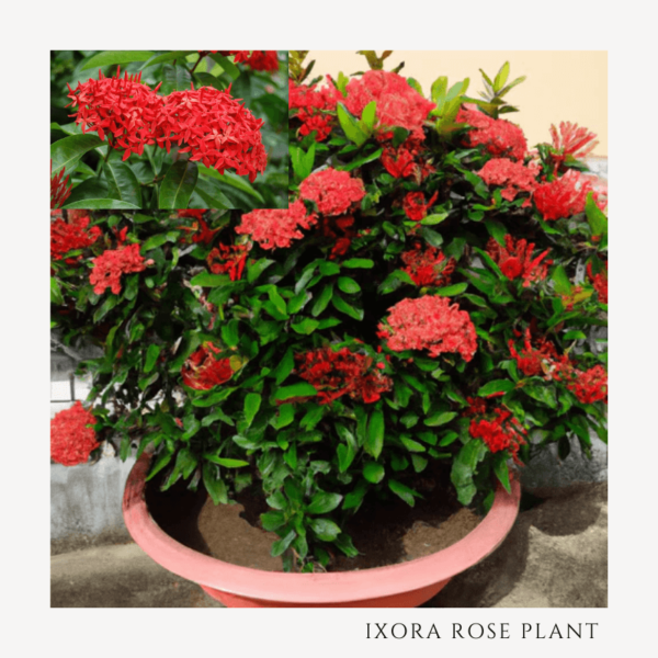 Ixora Rose Plant Zumafind