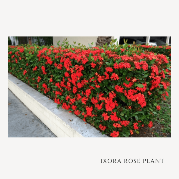 Ixora Rose Plant Zumafind