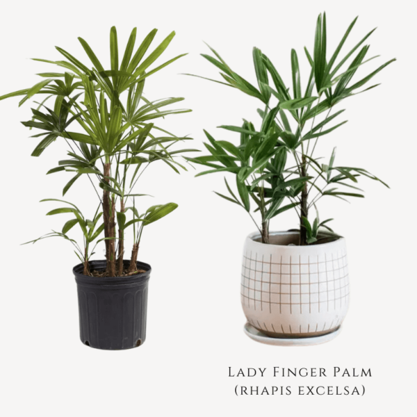 Lady Finger Palm Plant Zumafind