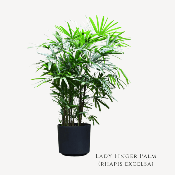 Lady Finger Palm Plant Zumafind