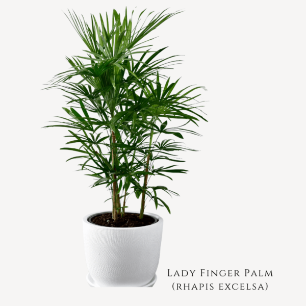 Lady Finger Palm Plant Zumafind