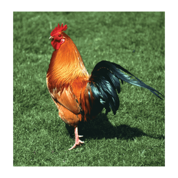 Life Chicken Full Size - 3.5kg