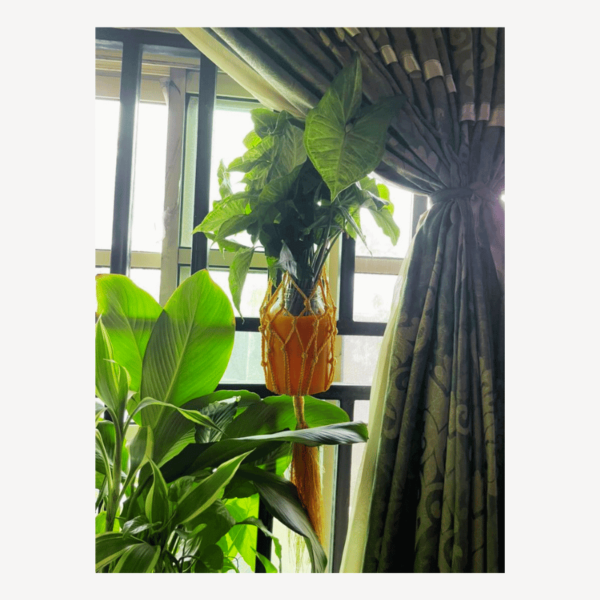 Macrame flower hanger