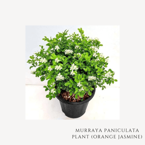 Murraya Plant Zumafind