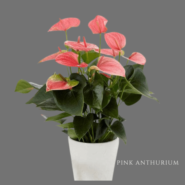 Pink Anthurium Zumafind