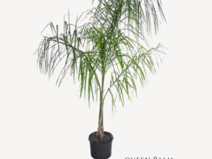 Queen Palm Plant Zumafind