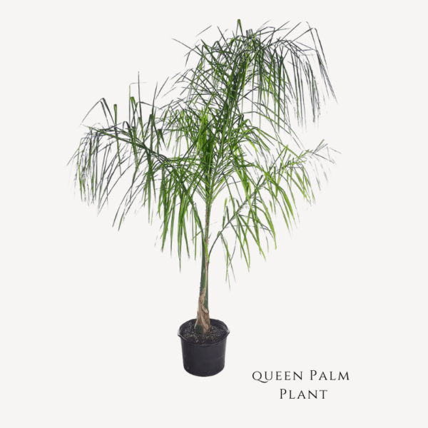 Queen Palm Plant Zumafind