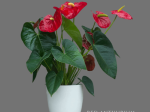 Red Anthurium Zumafind