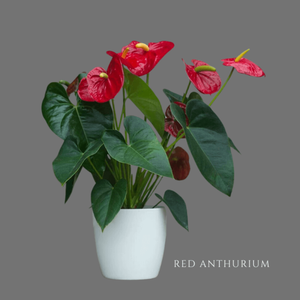 Red Anthurium Zumafind