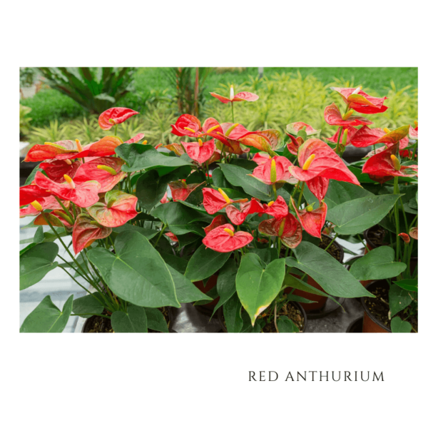 Red Anthurium Zumafind