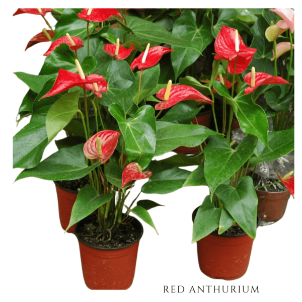 Red Anthurium Zumafind