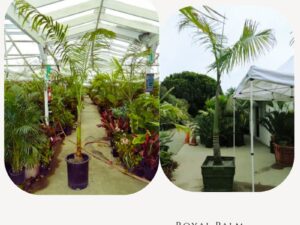 Royal Palm Plant Zumafind