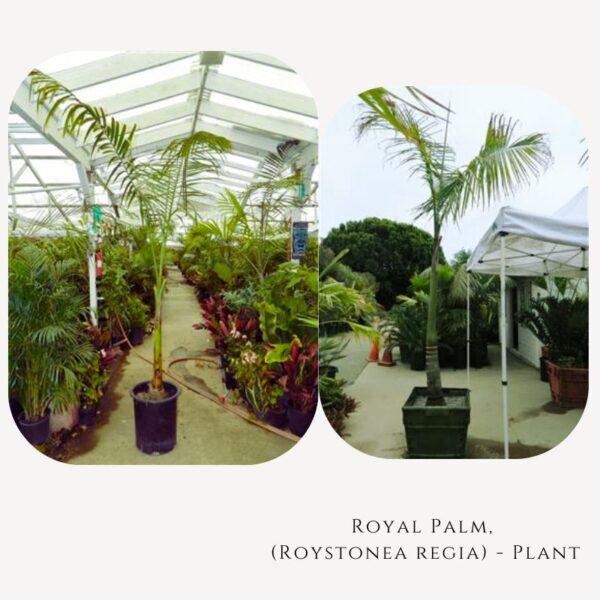 Royal Palm Plant Zumafind