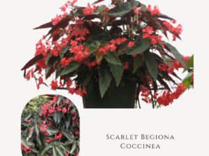 Scarlet Begiona Coccinea Plant Zumafind