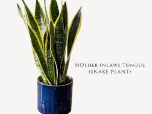 Snake Plant Zumafind