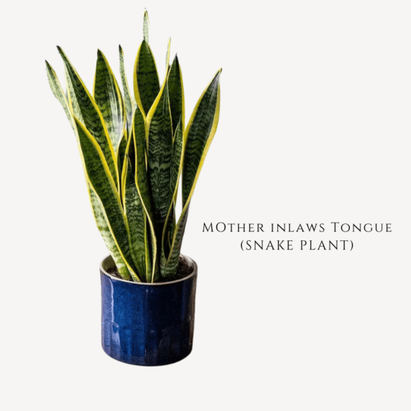 Snake Plant Zumafind